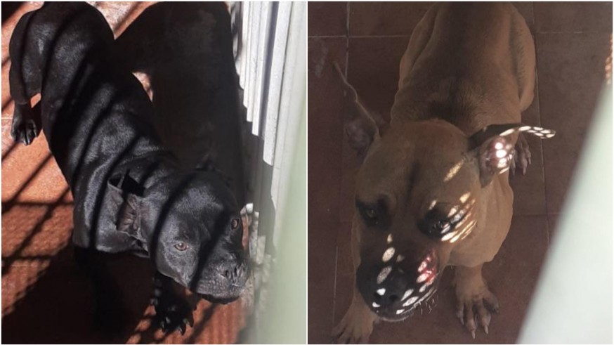 Detenido el propietario de los perros de raza peligrosa que mataron a una anciana en Alguazas 