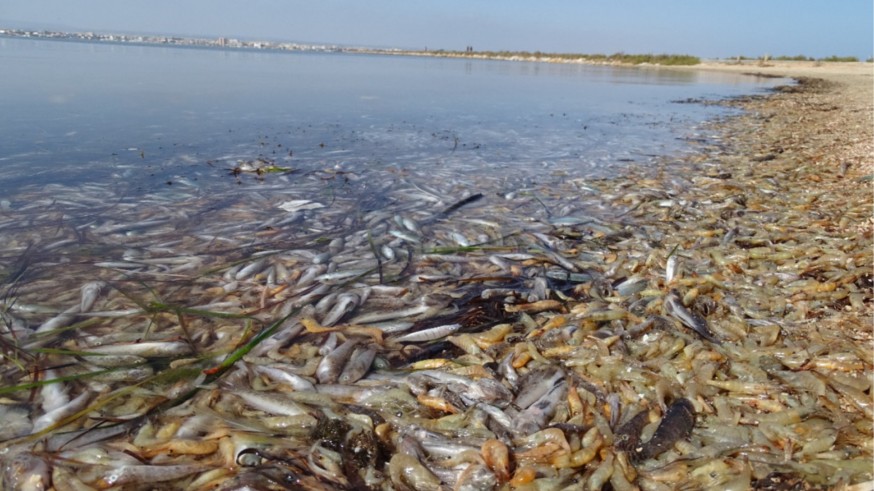 Episodio de mortandad de peces en el Mar Menor el pasado octubre