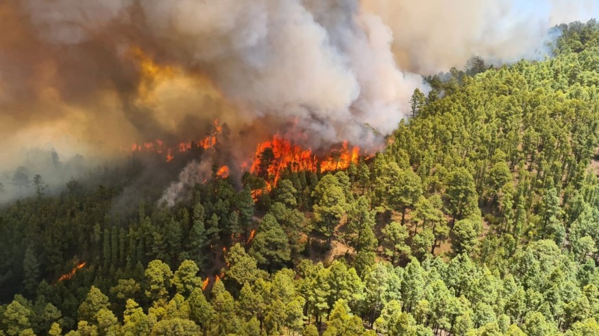 Los incendios y las plagas forestales podrían duplicarse en el Mediterráneo