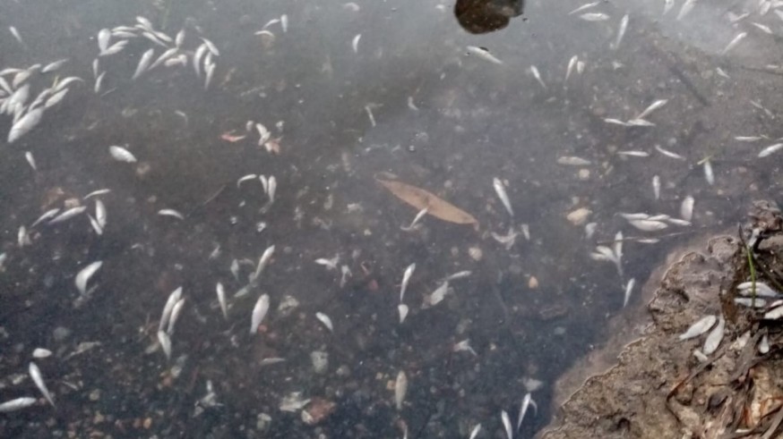 La fragilidad Mar Menor siete años de la anoxia de 2019