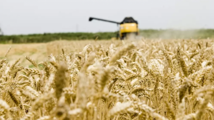La falta de cereales de Rusia y Ucrania estrangula económicamente a los productores de pienso