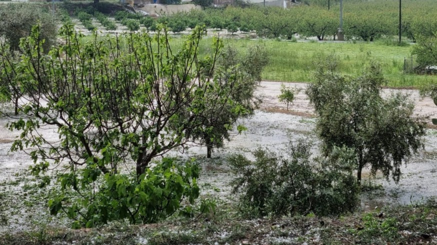 Las lluvias de las últimas horas van a tener un efecto muy positivo en el campo murciano