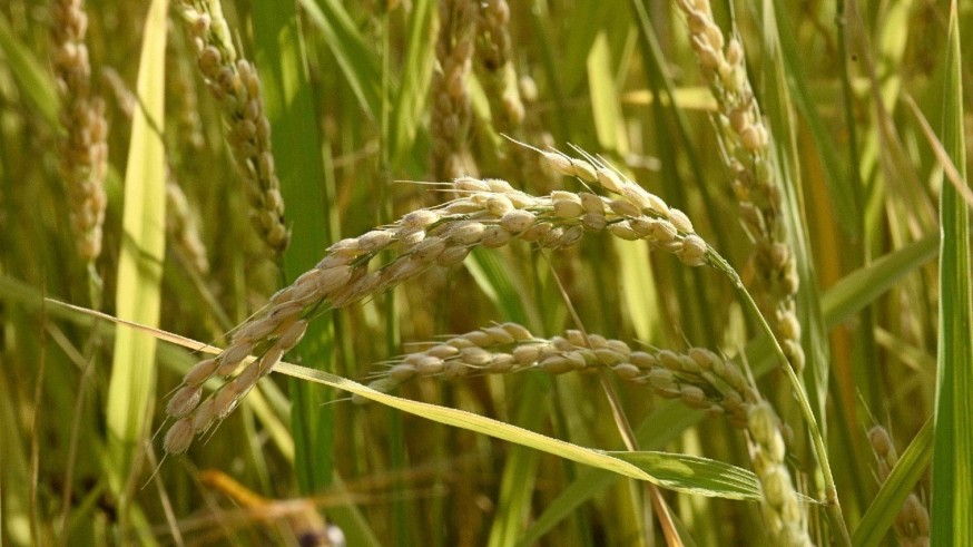 La Academia en Tarde Abierta. Con Alberto Requena hablamos del arroz de Calasparra