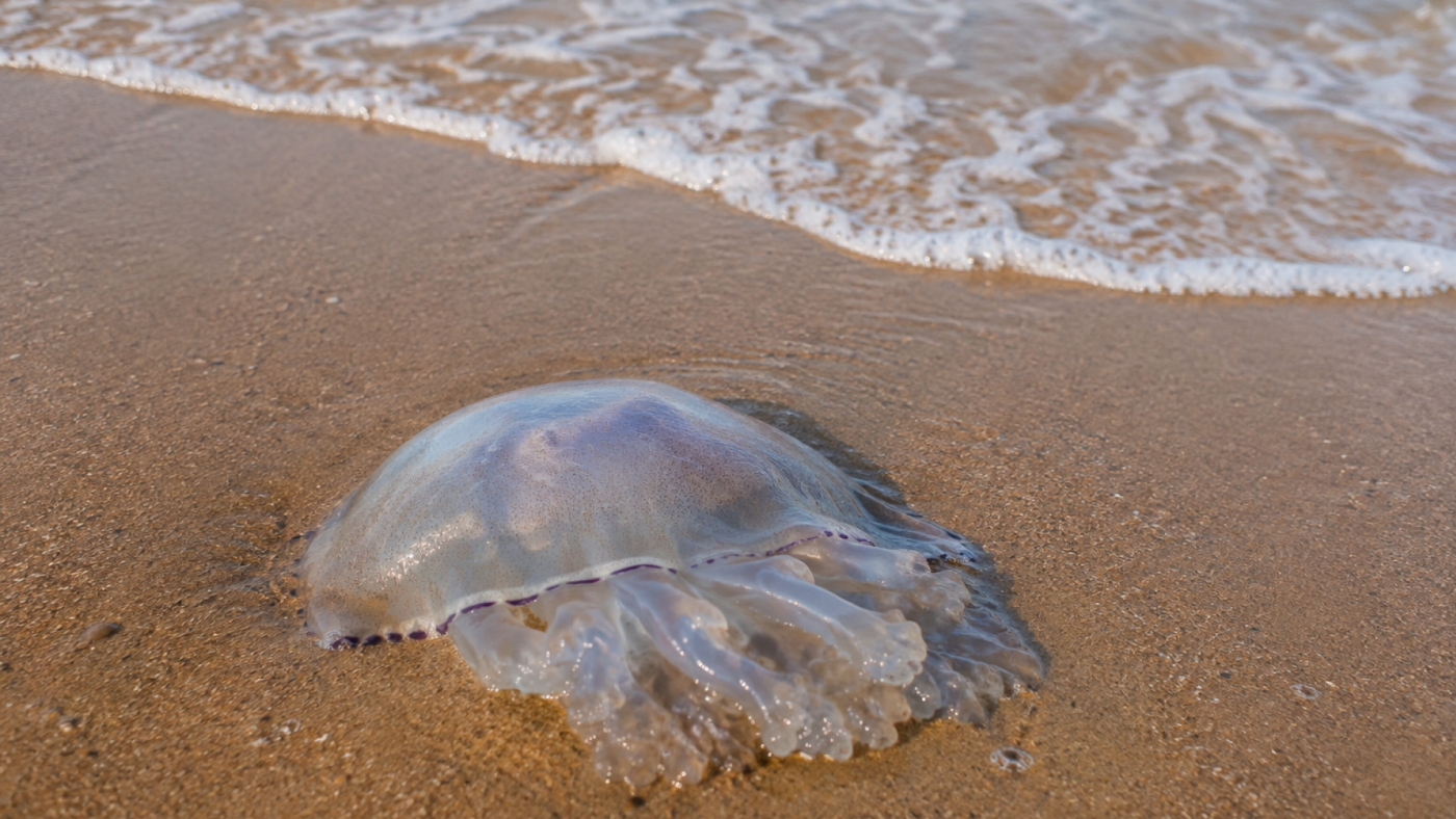 Salud alerta del riesgo de tocar medusas en las playas de la Región de Murcia