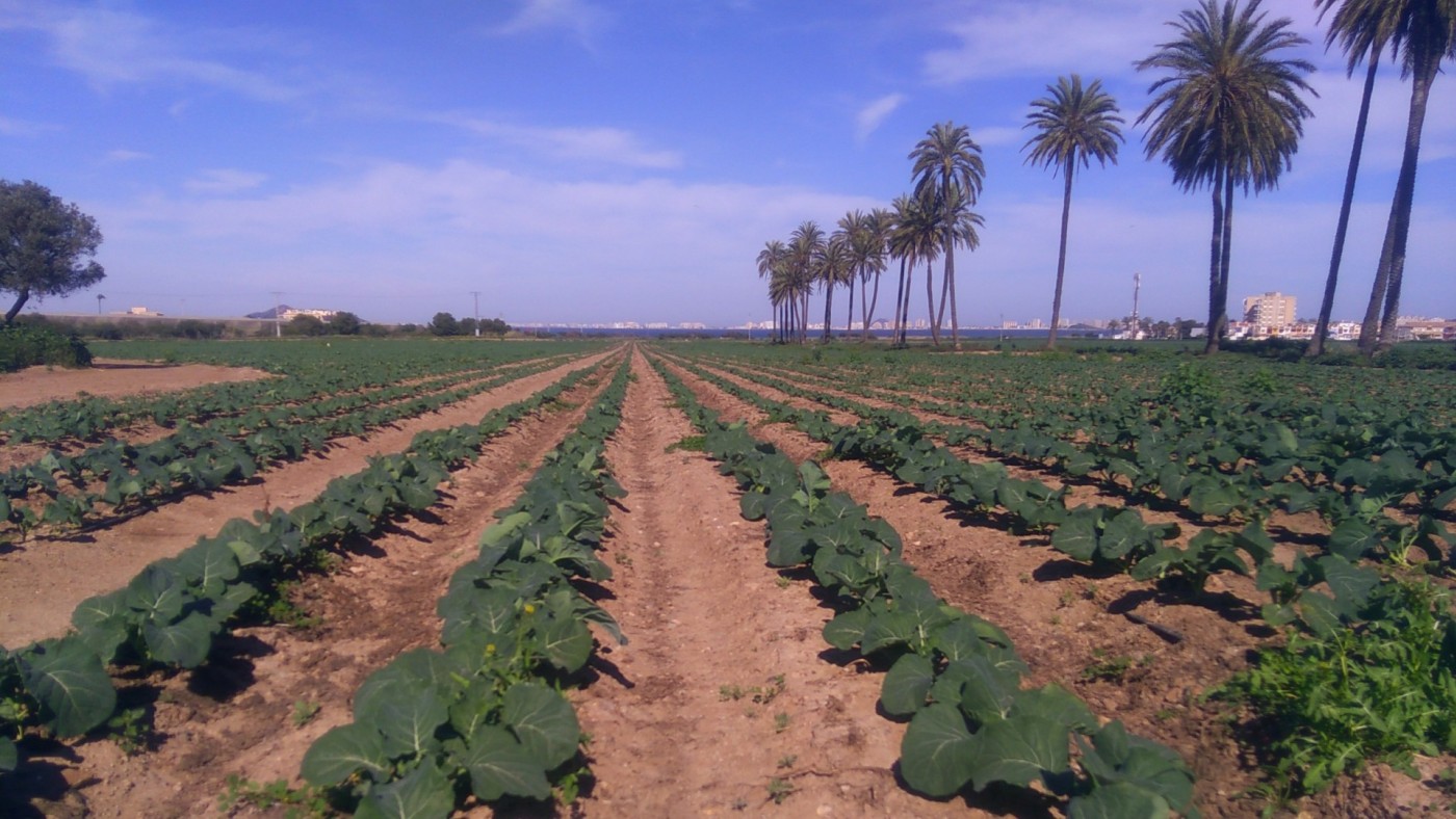 La digitalización de los cultivos permite ahorrar un 15% de agua y reducir un 40% los nitratos, según investigadores de la UPCT