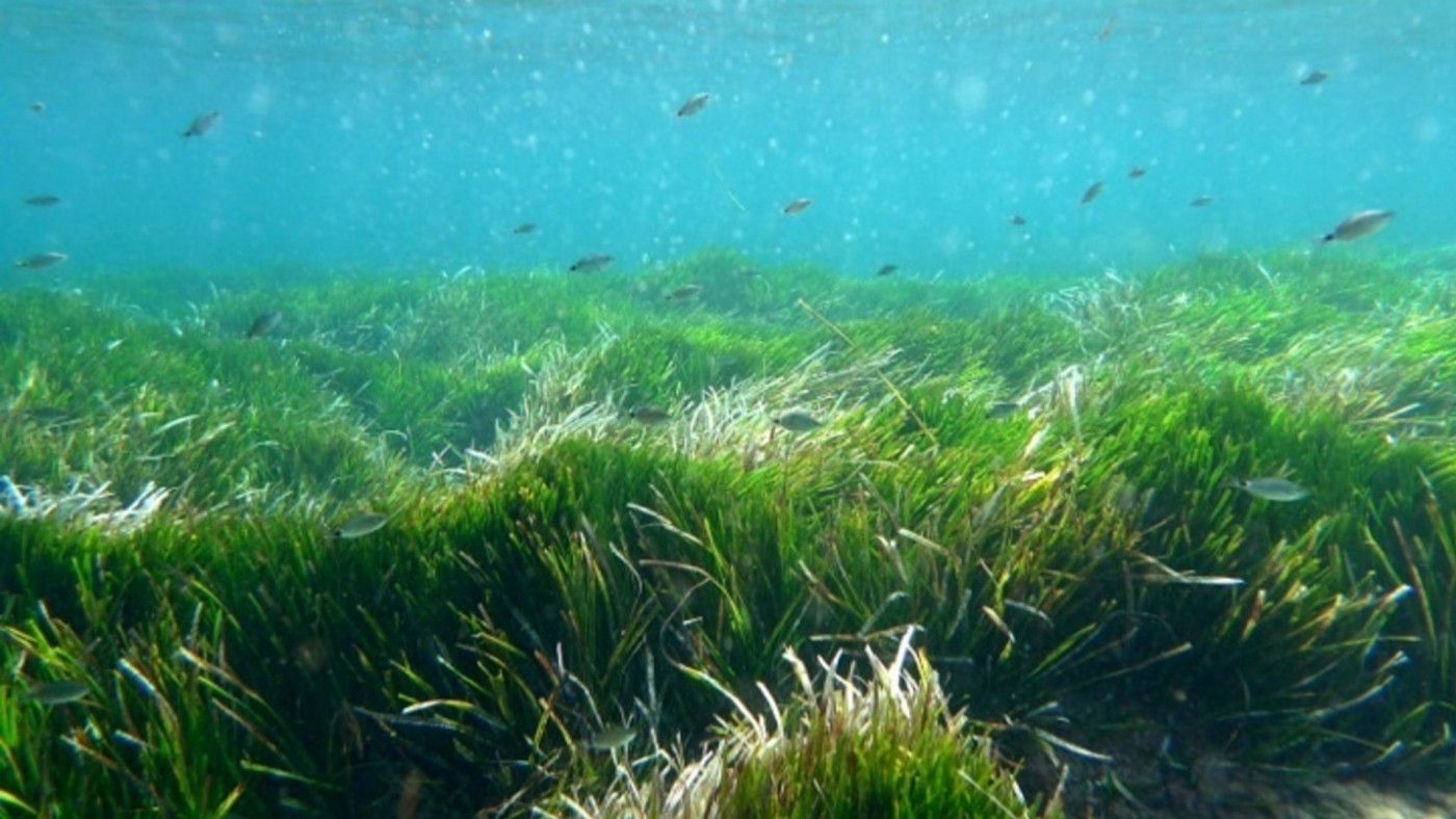 Prohibido retirar los arribazones de posidonia entre octubre y marzo