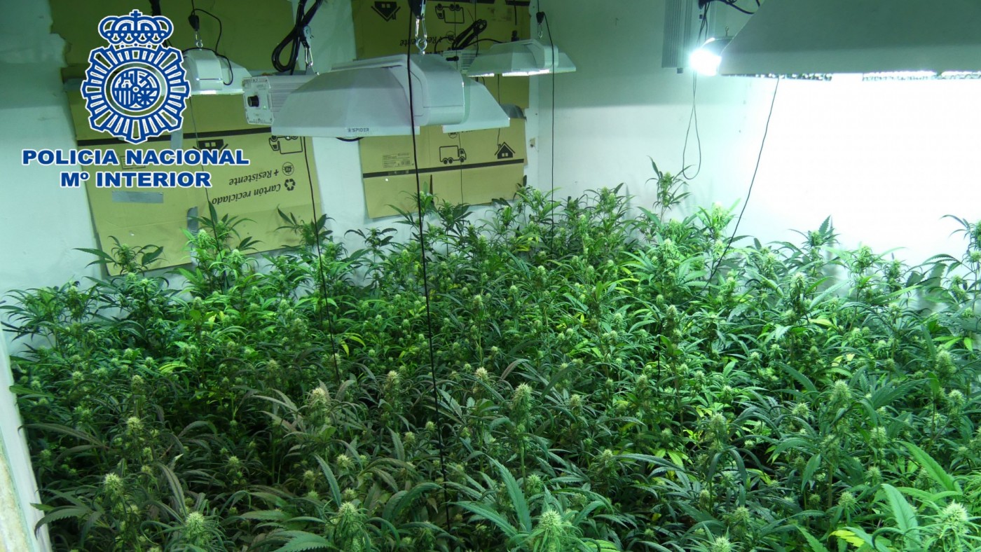 Detienen a dos personas en Alcantarilla con 500 plantas de marihuana tipo indoor