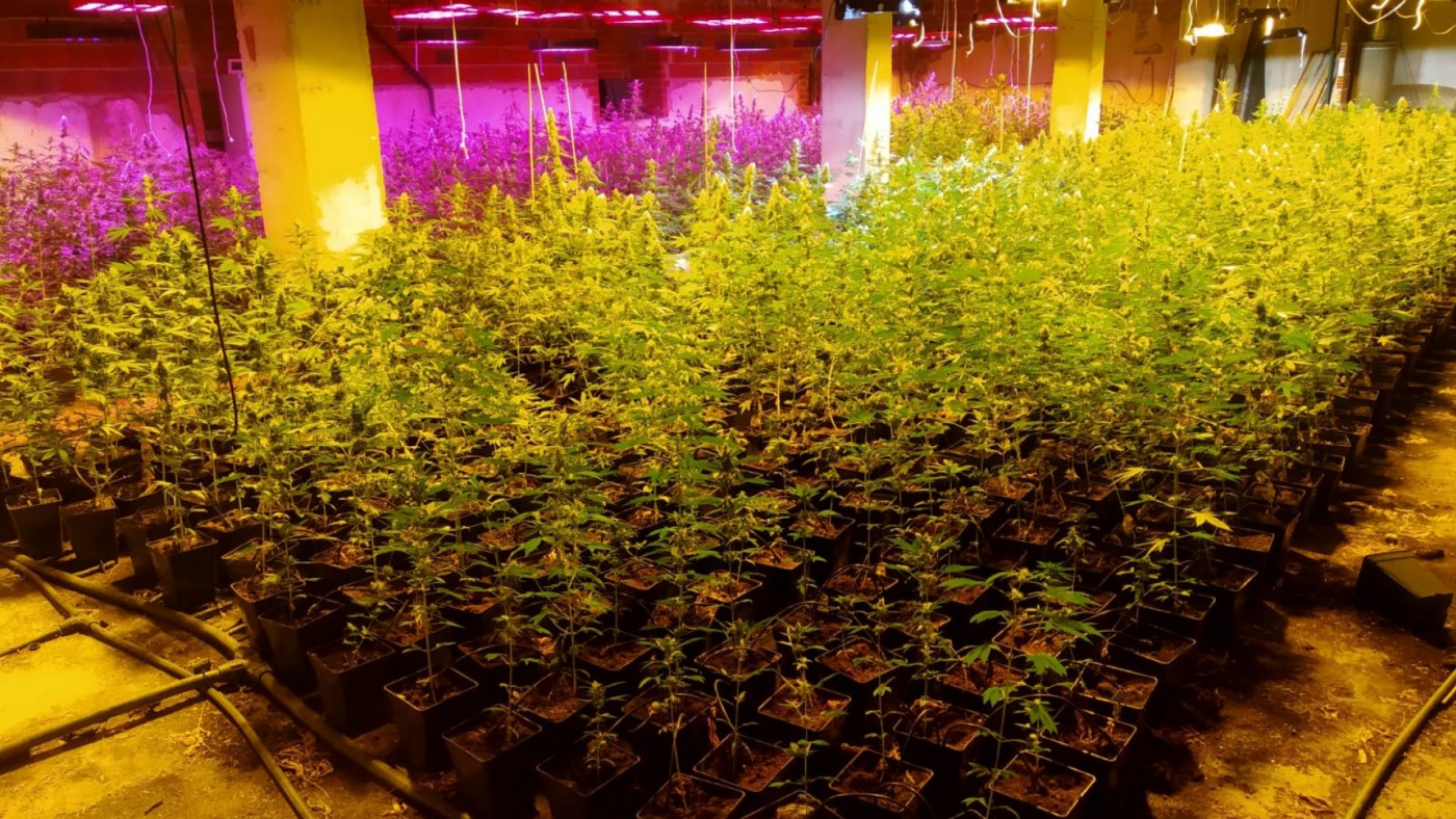 Intervienen en Cehegín una plantación de 4.000 plantas de marihuana en una operación que se ha saldado con dos detenidos