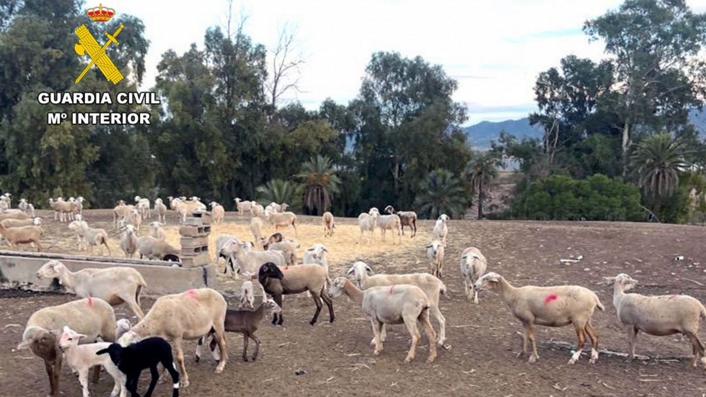 Recuperadas 230 cabezas de ganado robadas en una explotación de Lorca