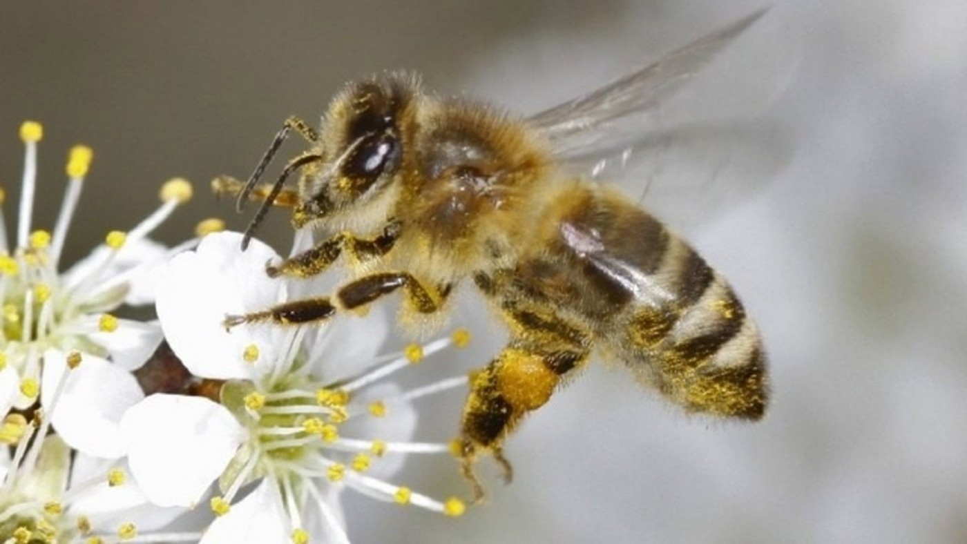 Las fumigaciones aniquilan a cerca de dos millones de abejas en la Región
