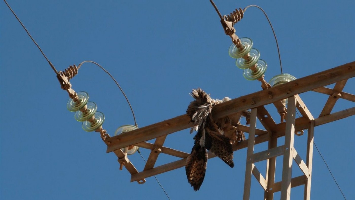 Los tendidos eléctricos deberán ser inocuos para las aves en más de la mitad de la Región
