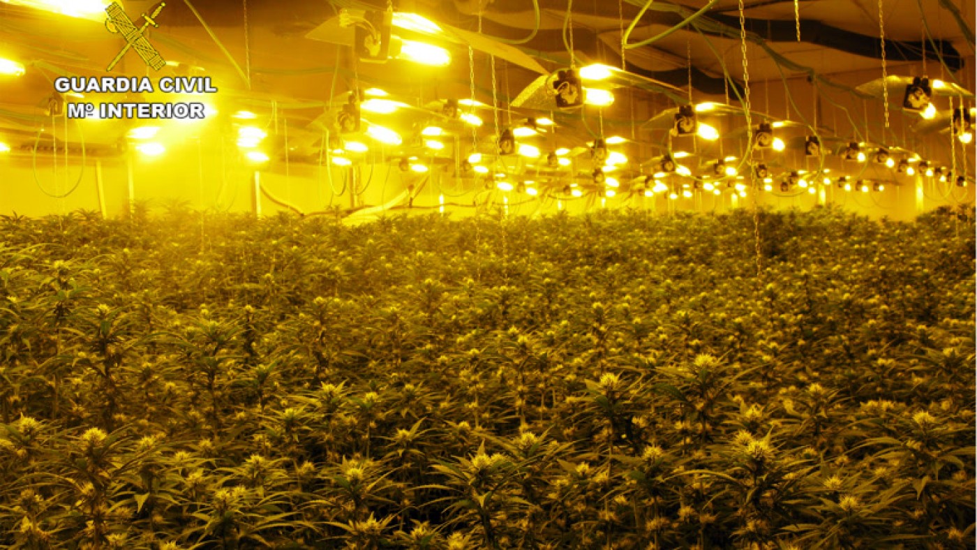 Desmantelado un invernadero clandestino en Alhama con cerca de 2.000 plantas de cannabis