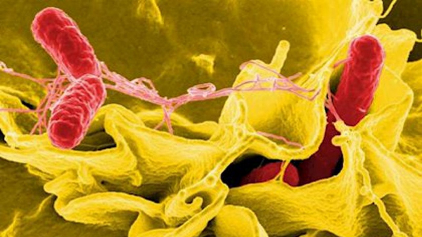 La bacteria Salmonella. CDC PUBLIC HEALTH IMAGE LIBRARY (NIAID) - ARCHIVO EUROPA PRESS