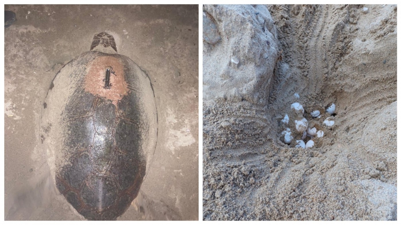 Una tortuga boba nidifica en Isla Plana después de 3 años de intentos fallidos 