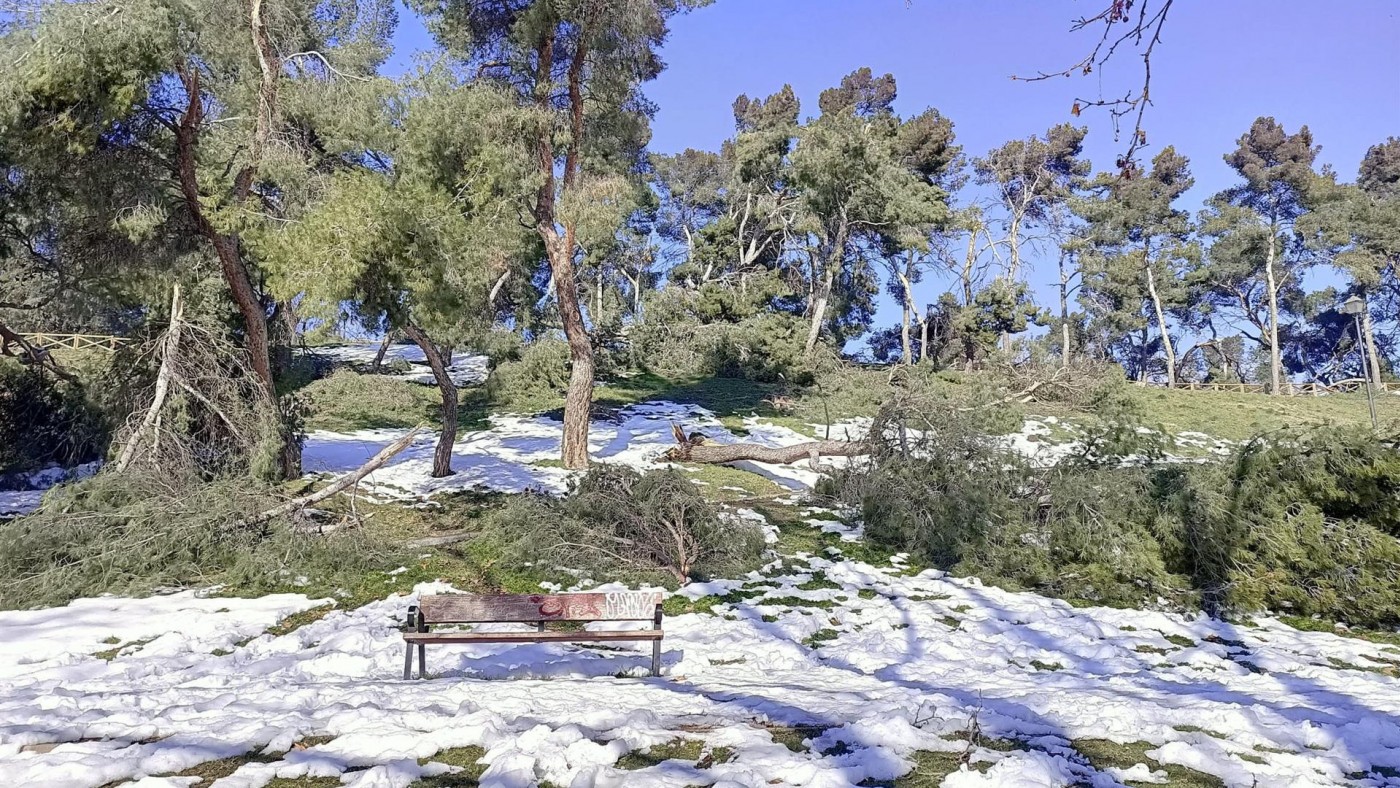 Varios árboles caídos en un parque en Madrid.