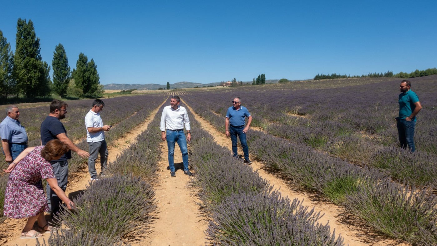 La producción de plantas aromáticas en el Noroeste también se verá afectada debido al calor