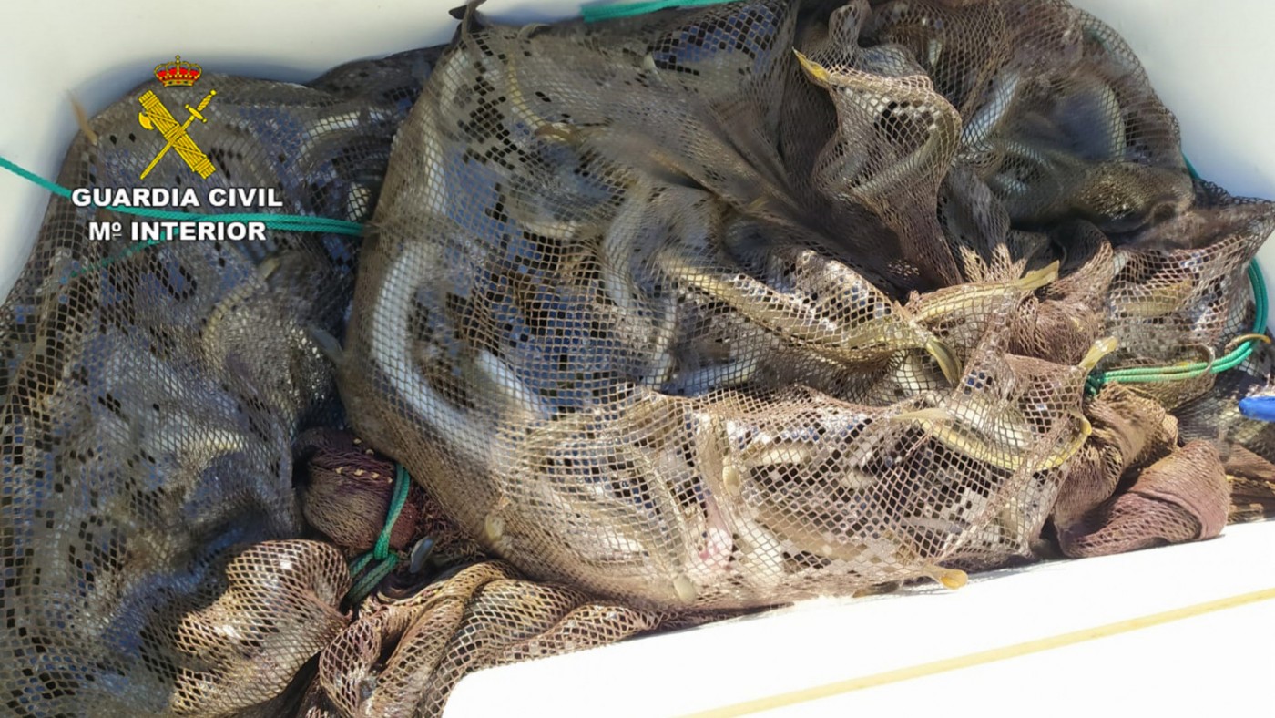 Ejemplares de anguilas pescados ilegalmente