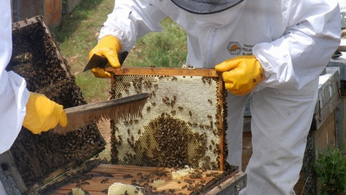 Apicultores murcianos denuncian la muerte de dos millones de abejas por un pesticida prohibido
