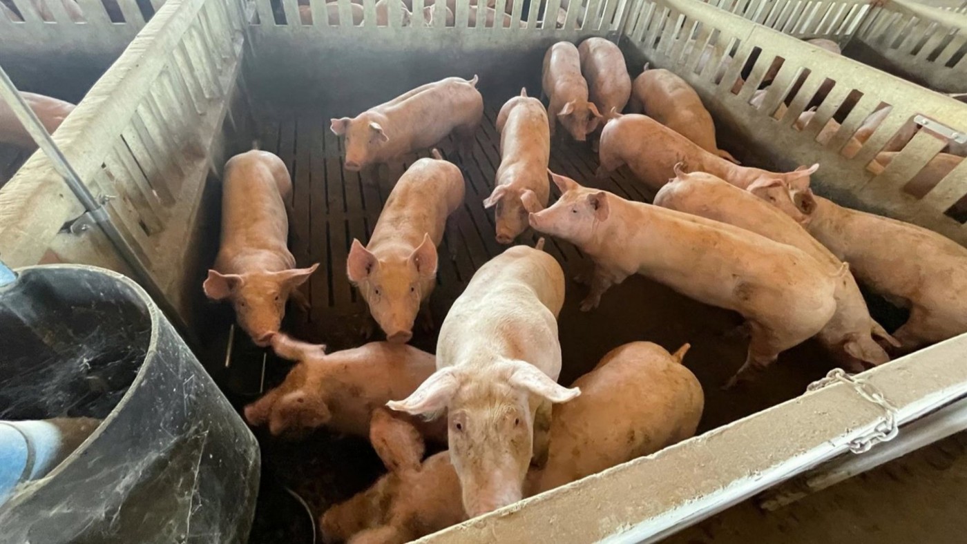 La crisis de la peste africana provoca una caída del precio del porcino