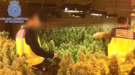 Desmantelada una plantación de marihuana en Puerto Lumbreras con casi 200 plantas