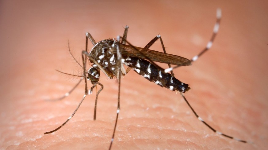 TURNO DE NOCHE. Collantes: "Los casos más graves de mosquito tigre son en propiedades privadas donde los dueños no residen"