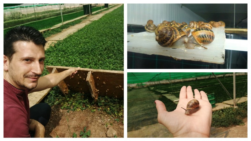 Mario Riquelme en la granja de producción de caracoles