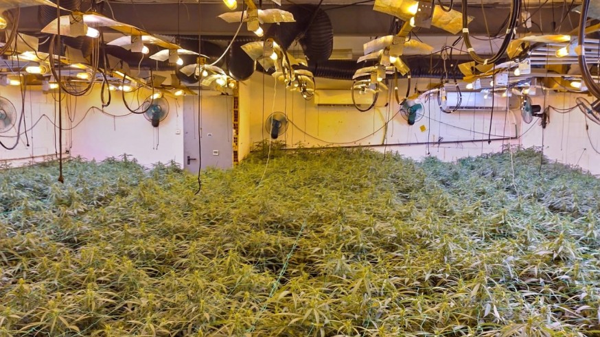 Una conexión fraudulenta de electricidad permite desmantelar un macrocultivo de marihuana en Cartagena