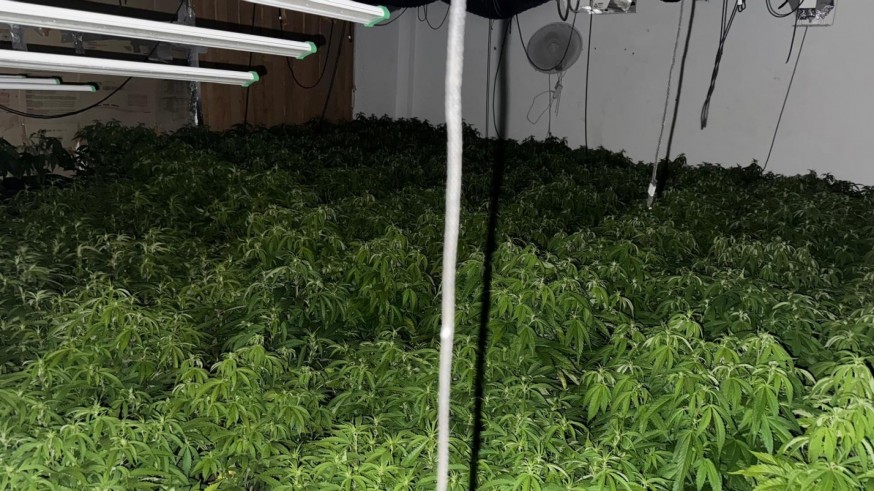 Incautan 284 plantas de marihuana en una vivienda en Archena