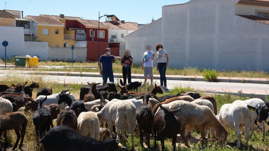 Las ovejas pastando en uno de los solares