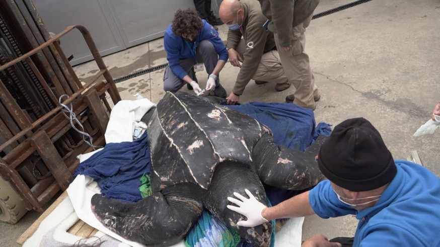La tortuga laúd recuperada en el Puerto de Mazarrón será puesta en libertad