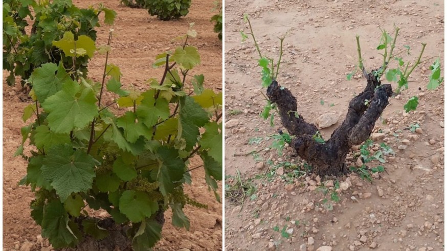 El antes y el después del granizo en los viñedos de Jumilla