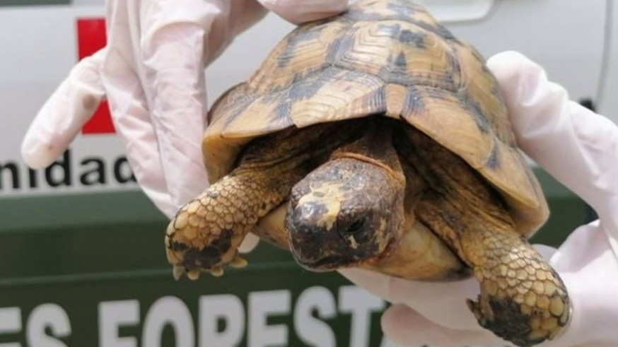 ADIF minimizará el impacto en el hábitat de la tortuga mora en el trazado del Corredor Mediterráneo entre Lorca y Almería 