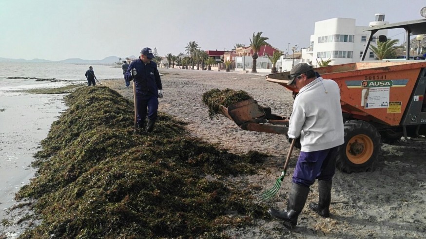 Las brigadas de limpieza del Mar Menor retiran en lo que va de año casi 1.400 metros cúbicos de residuos de algas