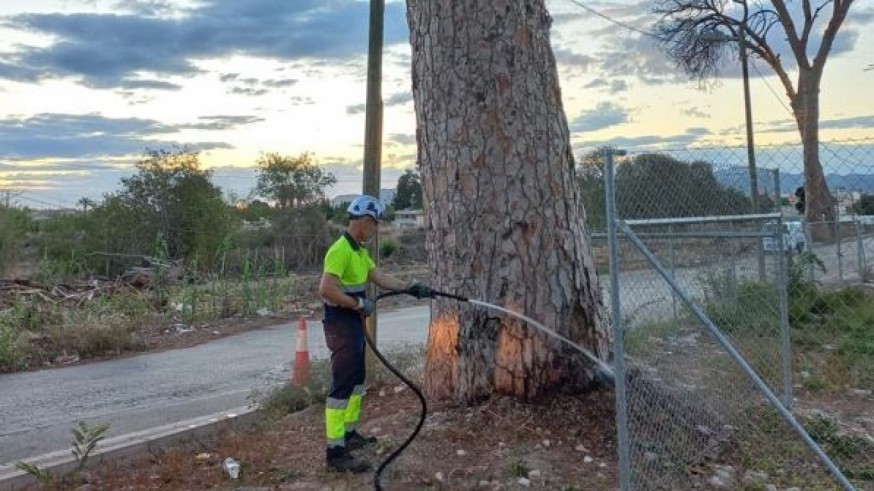 Riegan con cubas de agua los pinos centenarios de Churra para garantizar su supervivencia