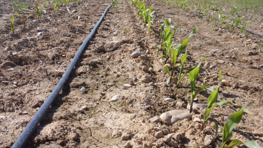 El riego tradicional pide agua del Trasvase y la apertura de los pozos de sequía 