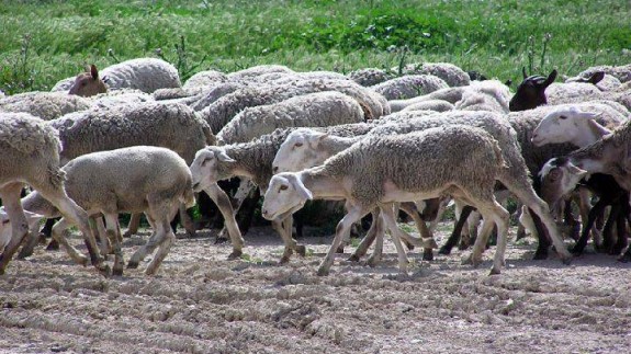 Rebaño de ovejas 