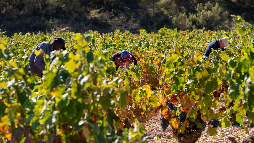 Comienza la campaña de vendimia en Bullas con casi 4 millones de kilos de uva