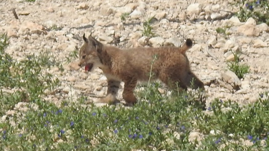 Localizan al tercer cachorro de lince de 'Urtsu'