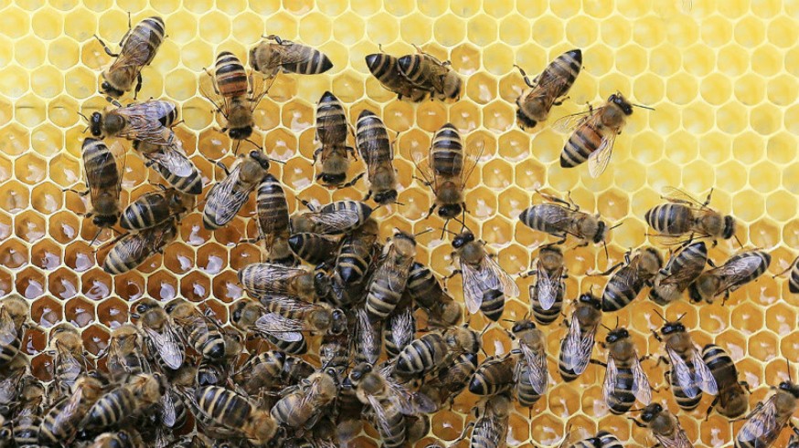 Colmena y abejas