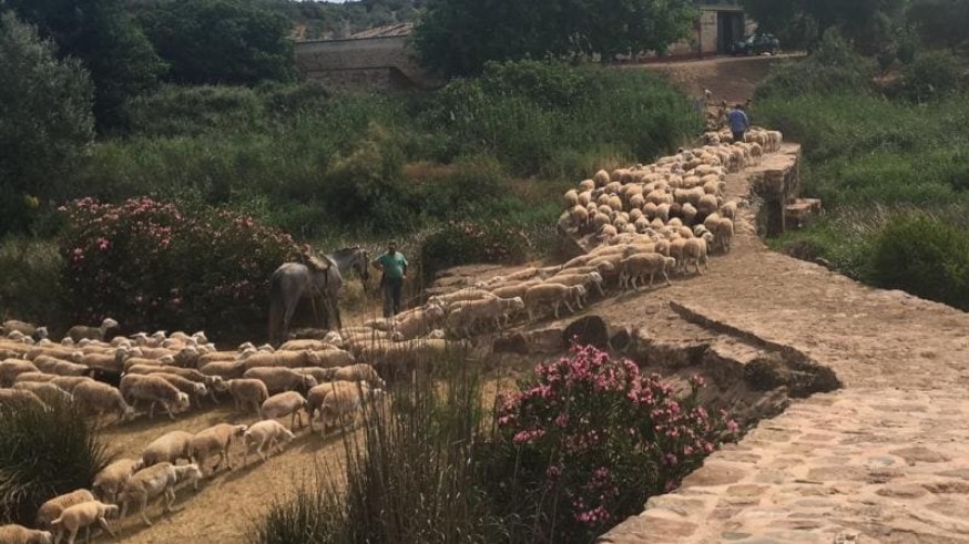 Más de tres mil corderos para celebrar la Fiesta del Sacrificio en Murcia
