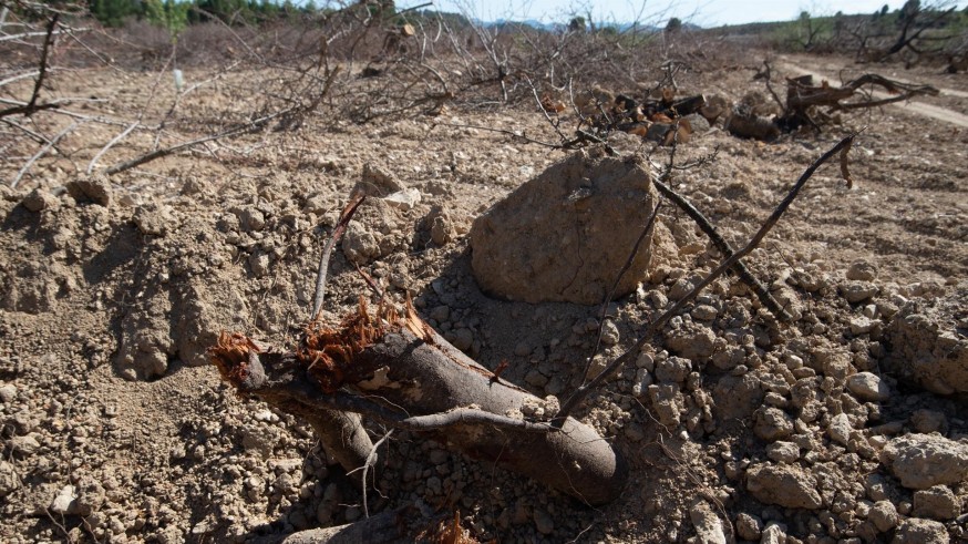 Asaja, COAG y Cooperativas Agro-alimentarias piden a Planas la convocatoria "urgente" de la Mesa de la Sequía