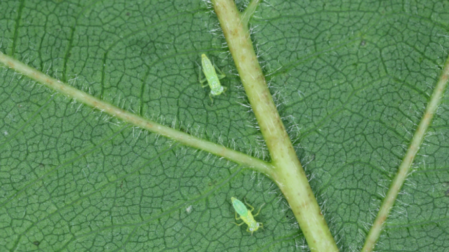 ¿Cómo acabar con el mosquito verde en los viñedos?