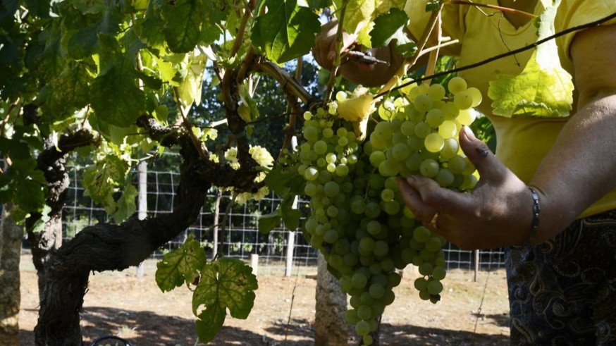 Arranca la campaña de la PAC en España entre protestas y recortes previstos