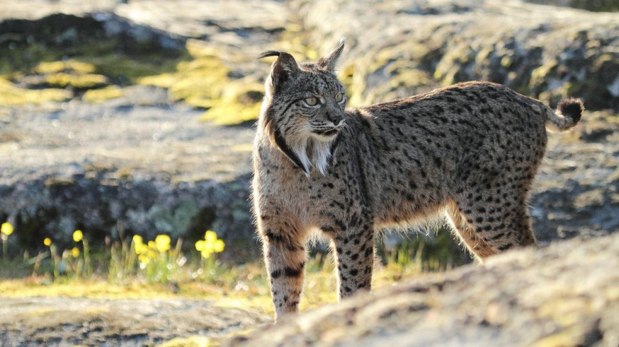 Encuentran muerto a otro lince liberado en la Región 