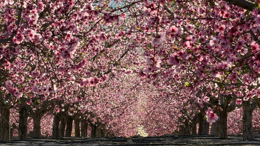 Explosión cromática en Cieza: la floración atrae un aluvión de turistas y prevé un impacto económico de récord