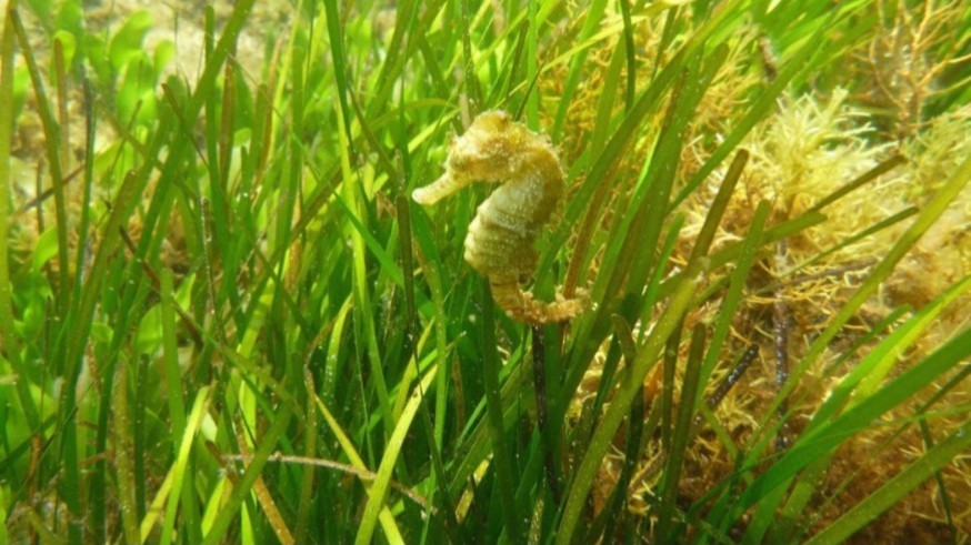 El Mediterráneo se recalienta: la temperatura del mar bate nuevos récords este verano