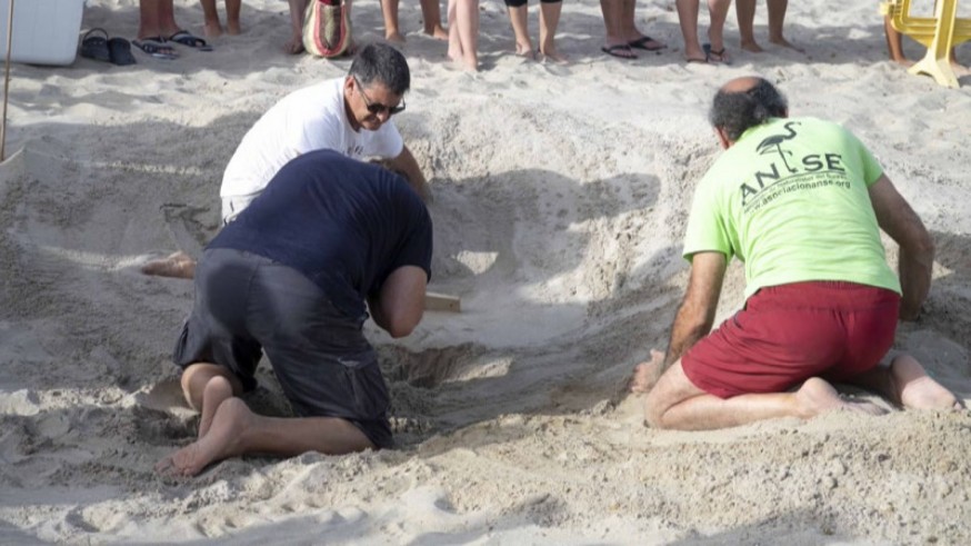 Voluntarios buscan el nido de la tortuga boba en La Manga