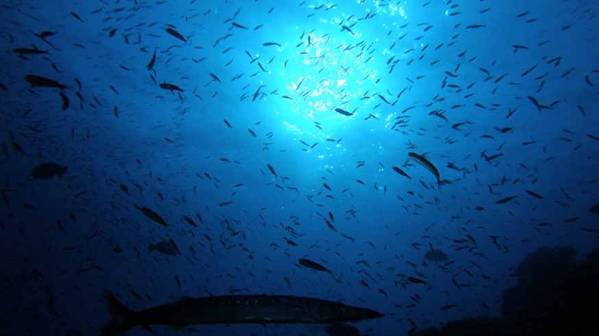 9 embarcaciones de Cartagena y una de San Pedro podrán pescar en Cabo de Palos