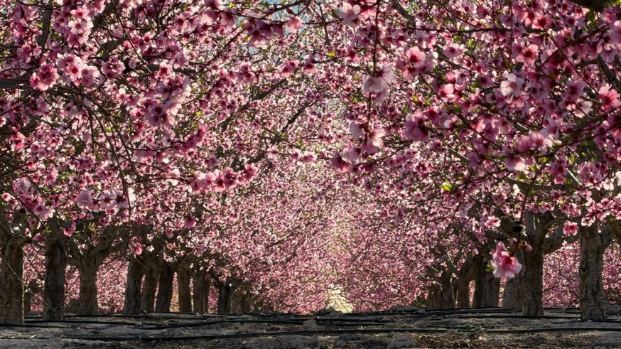 Especial Floración de Cieza: Un mosaico de color, sabor y tradición