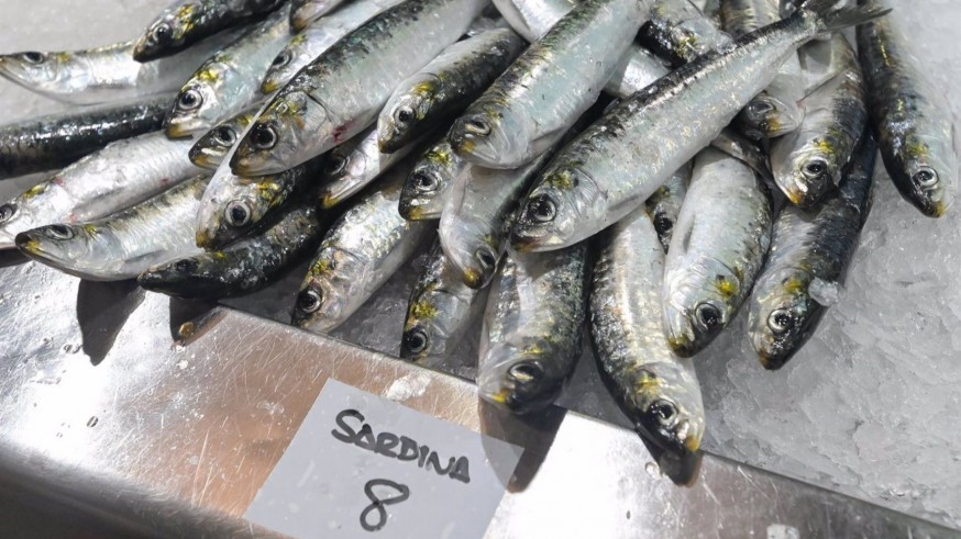 Detectan anisakis en pescado fresco procedente de Marruecos